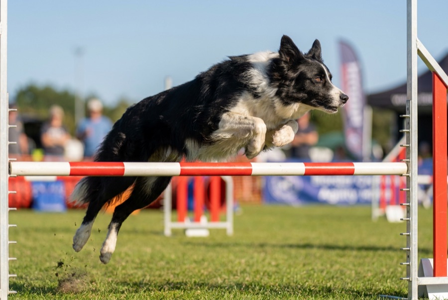 Border Collie springt dynamisch über eine Agility-Hürde auf einem sonnigen Sportplatz
